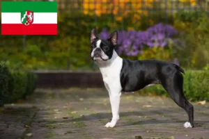 Подробнее о статье Заводчики и щенки бостон-терьера в регионе Северный Рейн-Вестфалия
