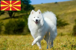 Подробнее о статье Заводчики и щенки самоедов в Северной Македонии