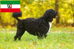 Подробнее о статье Заводчики и щенки породы Cão de Agua português в земле Северный Рейн-Вестфалия