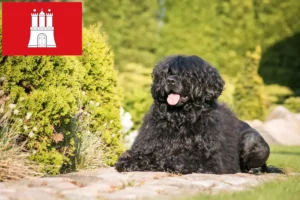 Подробнее о статье Заводчики и щенки породы Cão de Agua português в Гамбурге