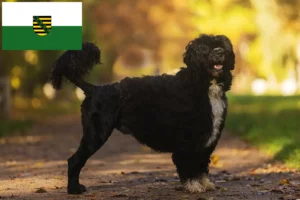 Подробнее о статье Заводчики и щенки породы Cão de Agua português в Саксонии