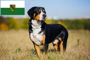 Подробнее о статье Заводчик и щенки горной собаки Энтлебухер в Саксонии