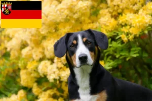 Подробнее о статье Заводчик и щенки горной собаки Энтлебухер в Рейнланд-Пфальц