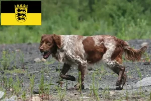 Подробнее о статье Заводчики и щенки бретонов Epagneul в Баден-Вюртемберге