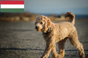Подробнее о статье Заводчики и щенки голдендудлей в Венгрии