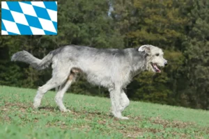 Подробнее о статье Заводчики и щенки ирландского волкодава в Баварии
