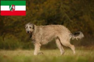 Подробнее о статье Заводчики и щенки ирландского волкодава в регионе Северный Рейн-Вестфалия