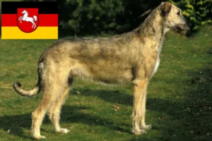 Подробнее о статье Заводчики и щенки ирландского волкодава в Нижней Саксонии