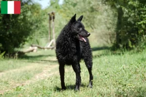 Подробнее о статье Заводчики и щенки Хорватских овчарок в Италии