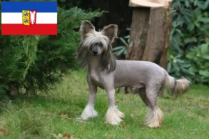 Подробнее о статье Заводчики и щенки китайских хохлатых собак в Шлезвиг-Гольштейне