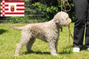 Подробнее о статье Заводчики и щенки Lagotto Romagnolo в Бремене