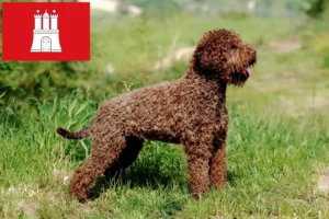 Подробнее о статье Заводчики и щенки Lagotto Romagnolo в Гамбурге