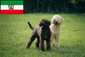 Подробнее о статье Заводчики и щенки Lagotto Romagnolo в Северном Рейне-Вестфалии