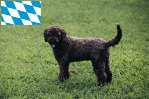 Подробнее о статье Заводчики и щенки Lagotto Romagnolo в Баварии