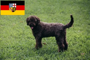 Подробнее о статье Заводчики и щенки Lagotto Romagnolo в Саарланде