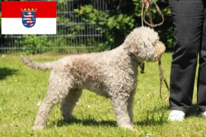 Подробнее о статье Заводчики и щенки Lagotto Romagnolo в Гессене