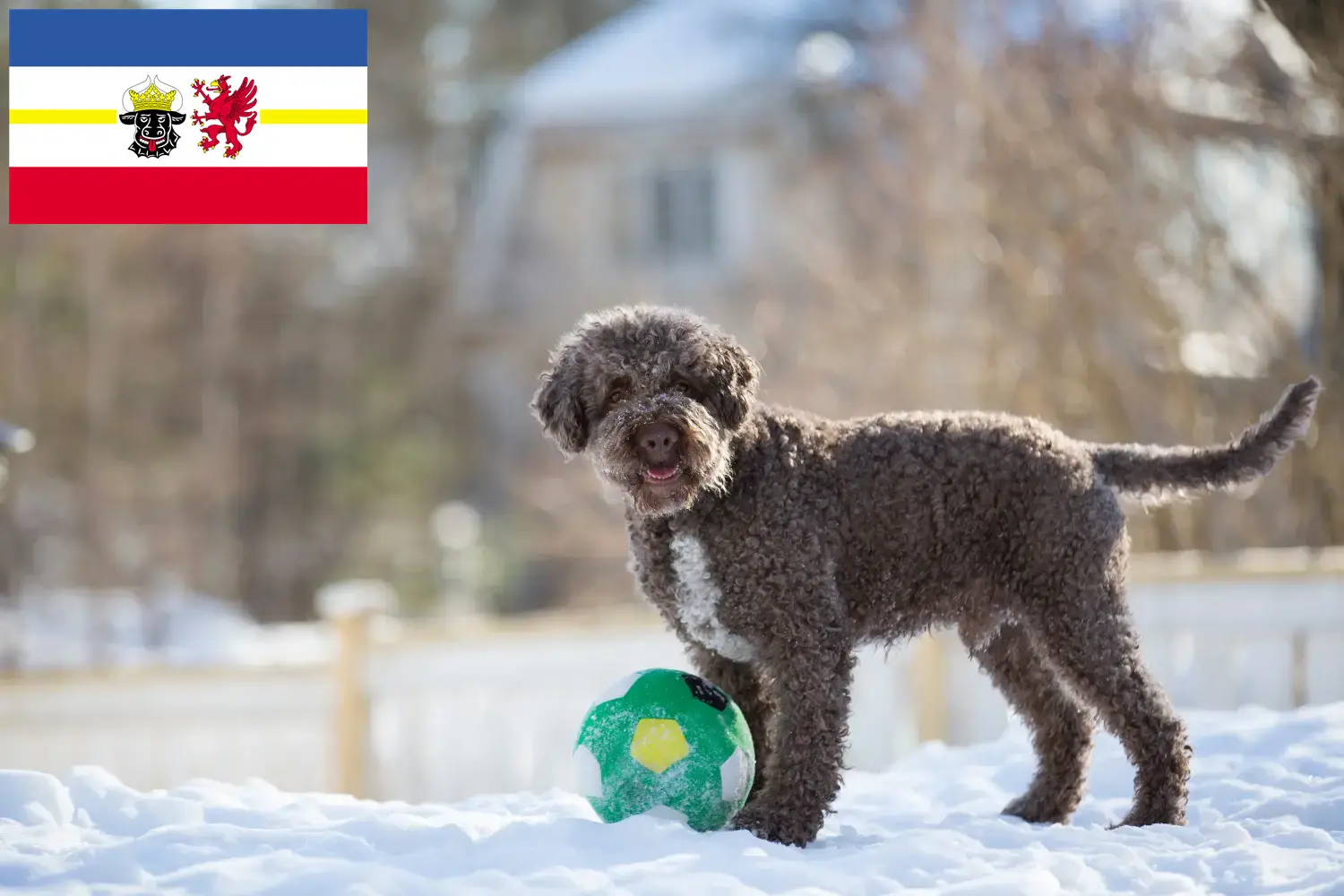 Подробнее о статье Заводчики и щенки Lagotto Romagnolo в Мекленбург-Передняя Померания