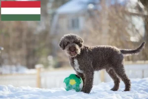 Подробнее о статье Заводчики и щенки Lagotto Romagnolo в Венгрии