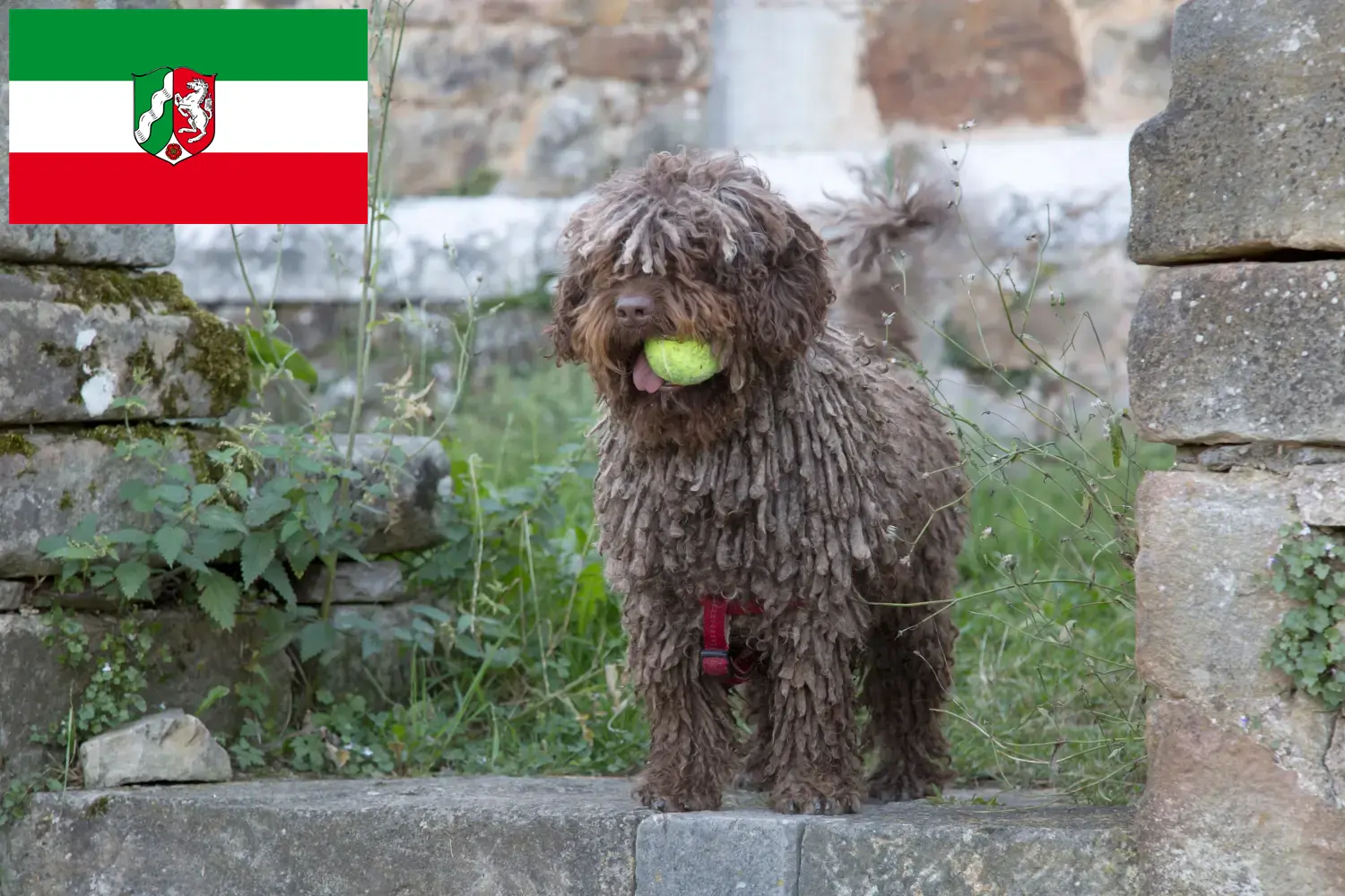 Подробнее о статье Заводчики и щенки Perro de Agua Español в регионе Северный Рейн-Вестфалия