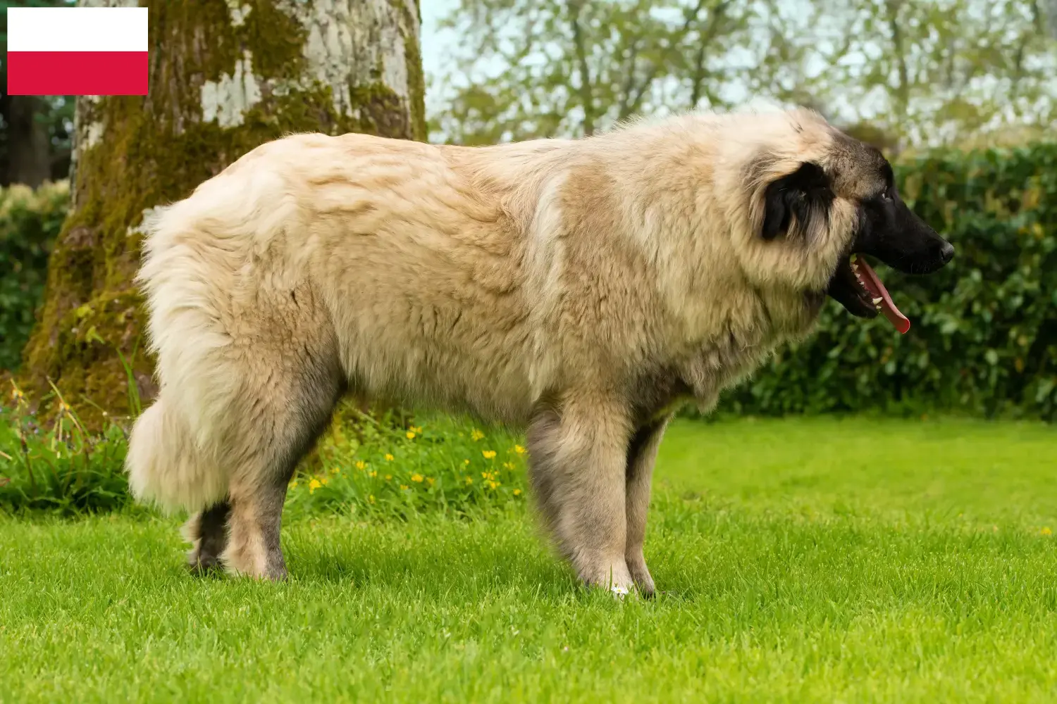 Подробнее о статье Заводчики и щенки Cão Da Serra Da Estrela в Польше