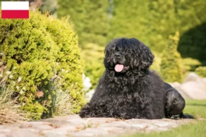 Подробнее о статье Заводчики и щенки породы Cão de Agua português в Польше