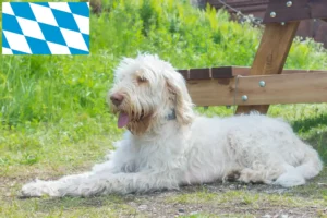 Подробнее о статье Заводчики и щенки Spinone Italiano в Баварии