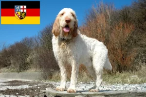 Подробнее о статье Заводчики и щенки Spinone Italiano в Саарланде