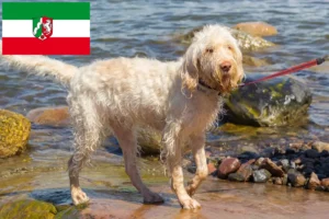 Подробнее о статье Заводчики и щенки Spinone Italiano в Северном Рейне-Вестфалии