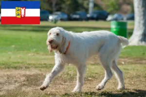 Подробнее о статье Заводчики и щенки Spinone Italiano в Шлезвиг-Гольштейне