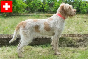 Подробнее о статье Заводчики и щенки Spinone Italiano в Швейцарии