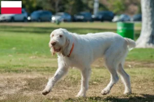 Подробнее о статье Заводчики и щенки Spinone Italiano в Польше