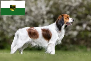 Подробнее о статье Голландские заводчики и щенки Kooikerhondje в Саксонии