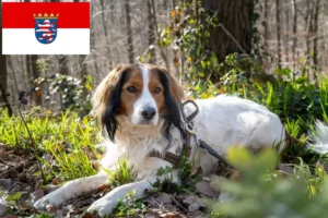 Подробнее о статье Голландские заводчики и щенки Kooikerhondje в Гессене