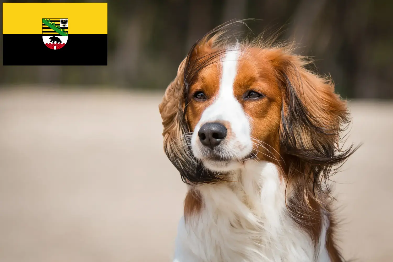 Подробнее о статье Голландские заводчики и щенки Kooikerhondje в Саксонии-Анхальт