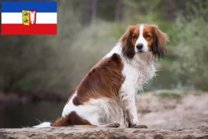 Подробнее о статье Голландские заводчики и щенки Kooikerhondje в Шлезвиг-Гольштейн