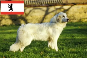 Подробнее о статье Пиренейская горная собака — заводчик и щенки в Берлине