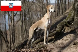 Подробнее о статье Заводчики и щенки Sloughi в Тюрингии