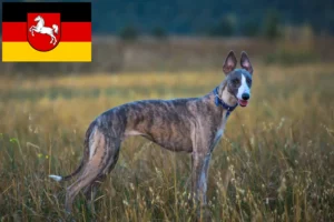 Подробнее о статье Заводчики и щенки уиппета в Нижней Саксонии