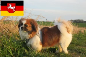 Подробнее о статье Заводчики и щенки тибетских спаниелей в Нижней Саксонии
