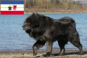 Подробнее о статье Заводчик тибетских собак и щенков в Мекленбург-Передняя Померания