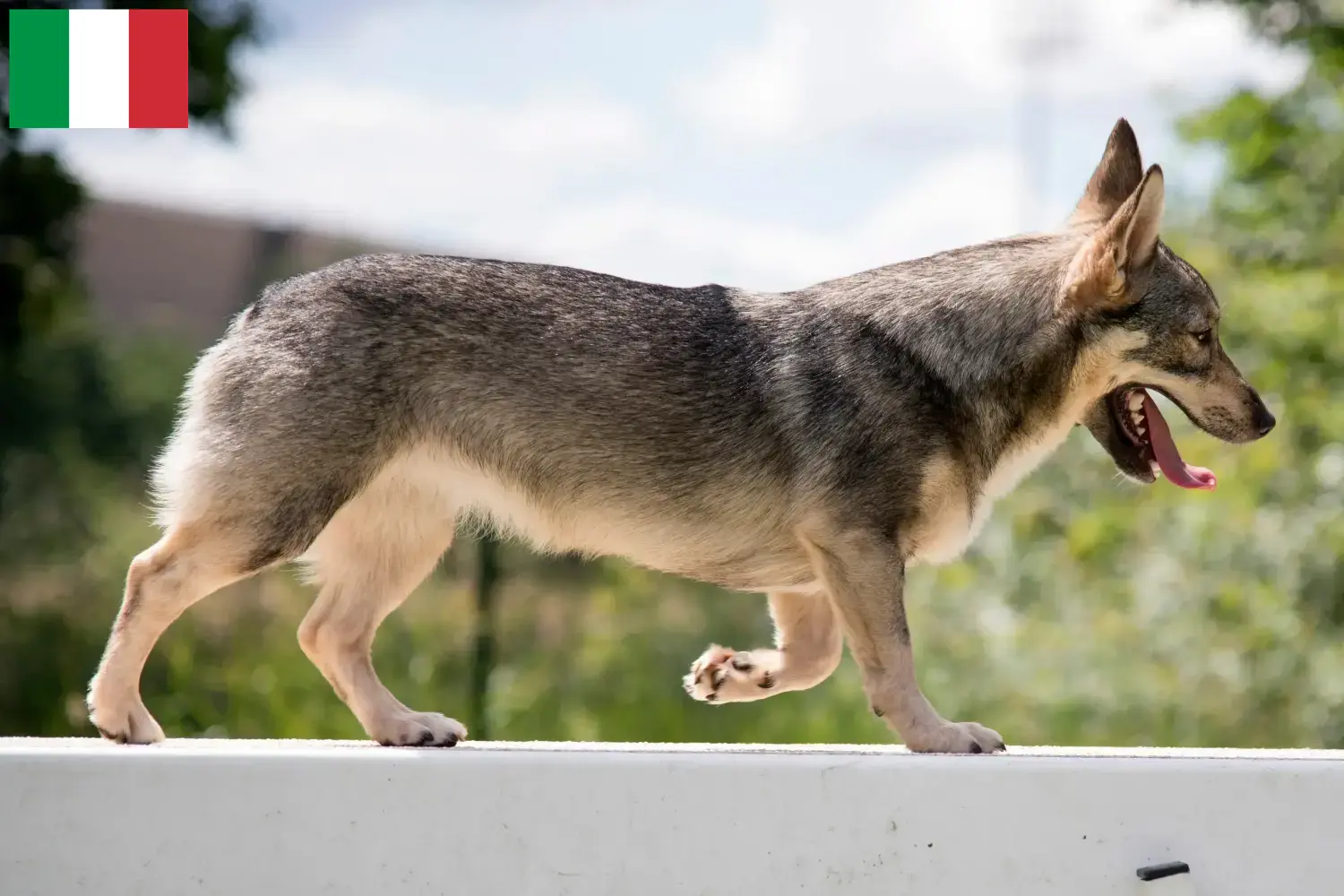 Подробнее о статье Заводчики и щенки Västgötaspets в Италии