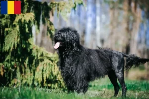 Подробнее о статье Cão de Agua português заводчики и щенки в Румынии