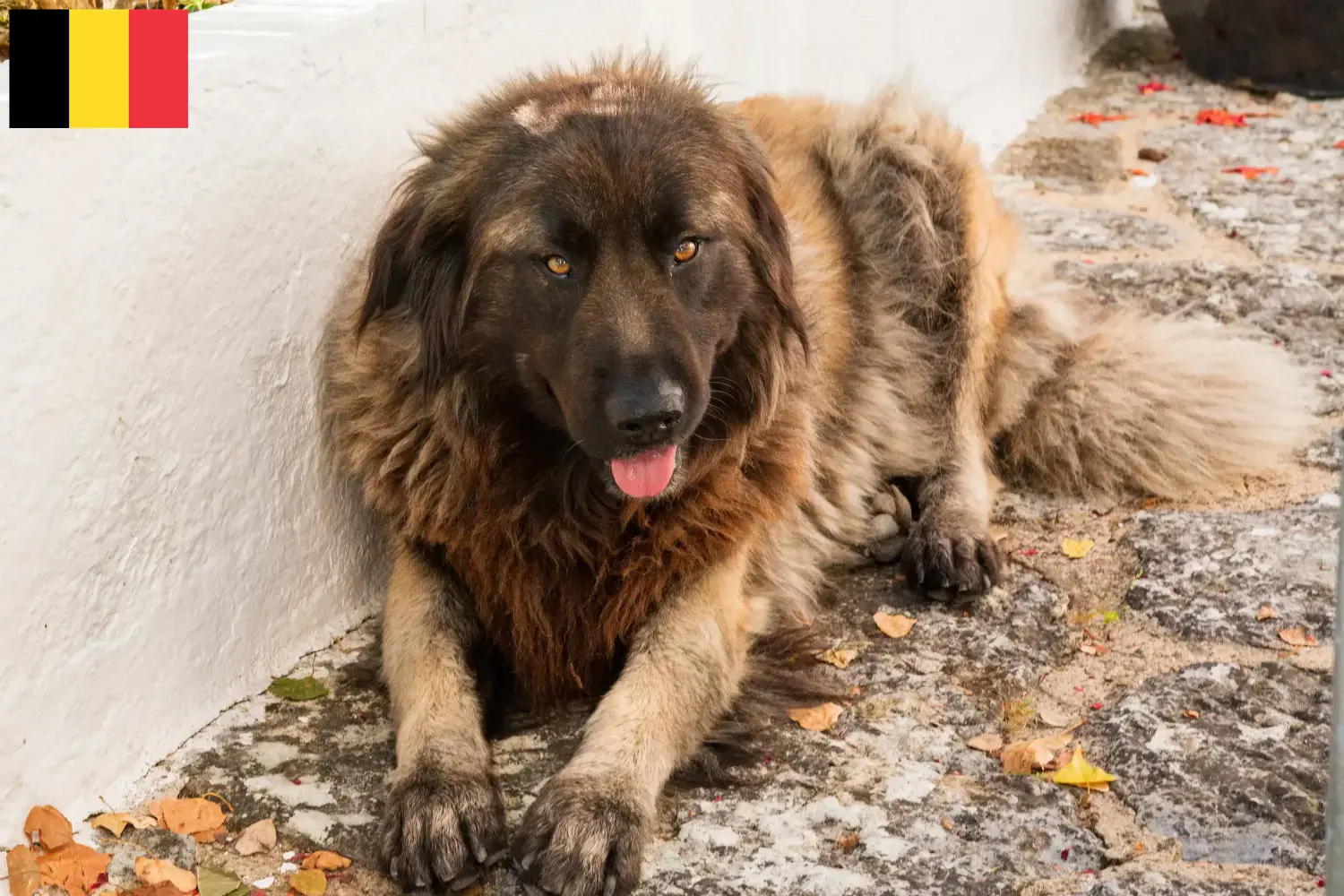 Подробнее о статье Заводчики и щенки Cão Da Serra Da Estrela в Бельгии