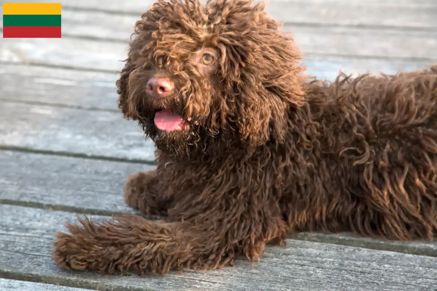 Подробнее о статье Заводчики и щенки Perro de Agua Español в Литве