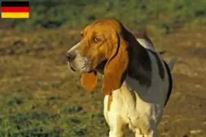 Подробнее о статье Заводчики и щенки Chien d’Artois в Германии