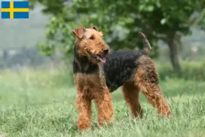Подробнее о статье Заводчики и щенки Airedale Terrier в Швеции